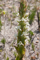 Satyrium candidum