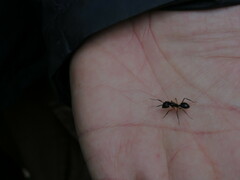 Camponotus renggeri