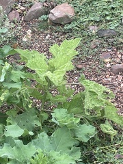 Mesosphaerum suaveolens