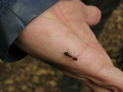 Camponotus renggeri
