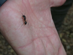 Camponotus renggeri