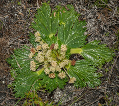Arctopus echinatus