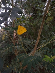 Phoebis philea philea