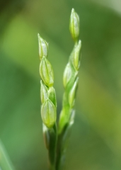 Paspalum distichum image