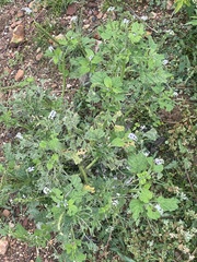 Heliotropium indicum