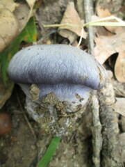 Phlegmacium velicopium