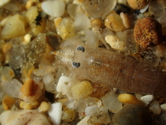 Philocheras sculptus