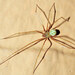 Shortbodied Cellar Spider - Photo (c) faluke, some rights reserved (CC BY-NC), uploaded by faluke