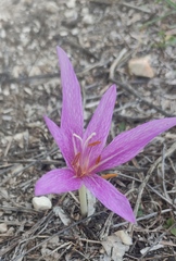 Colchicum lusitanum