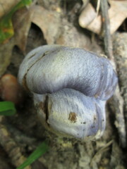 Phlegmacium velicopium