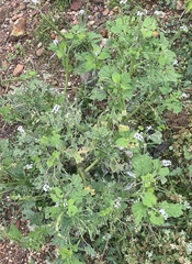 Heliotropium indicum