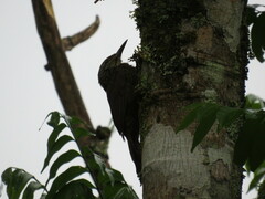 Dendrocolaptes platyrostris