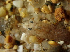 Philocheras sculptus