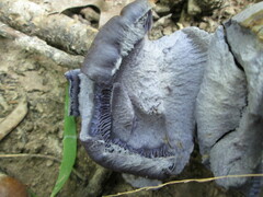 Phlegmacium velicopium