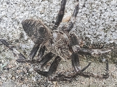 Araneus saevus