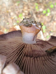 Phlegmacium velicopium