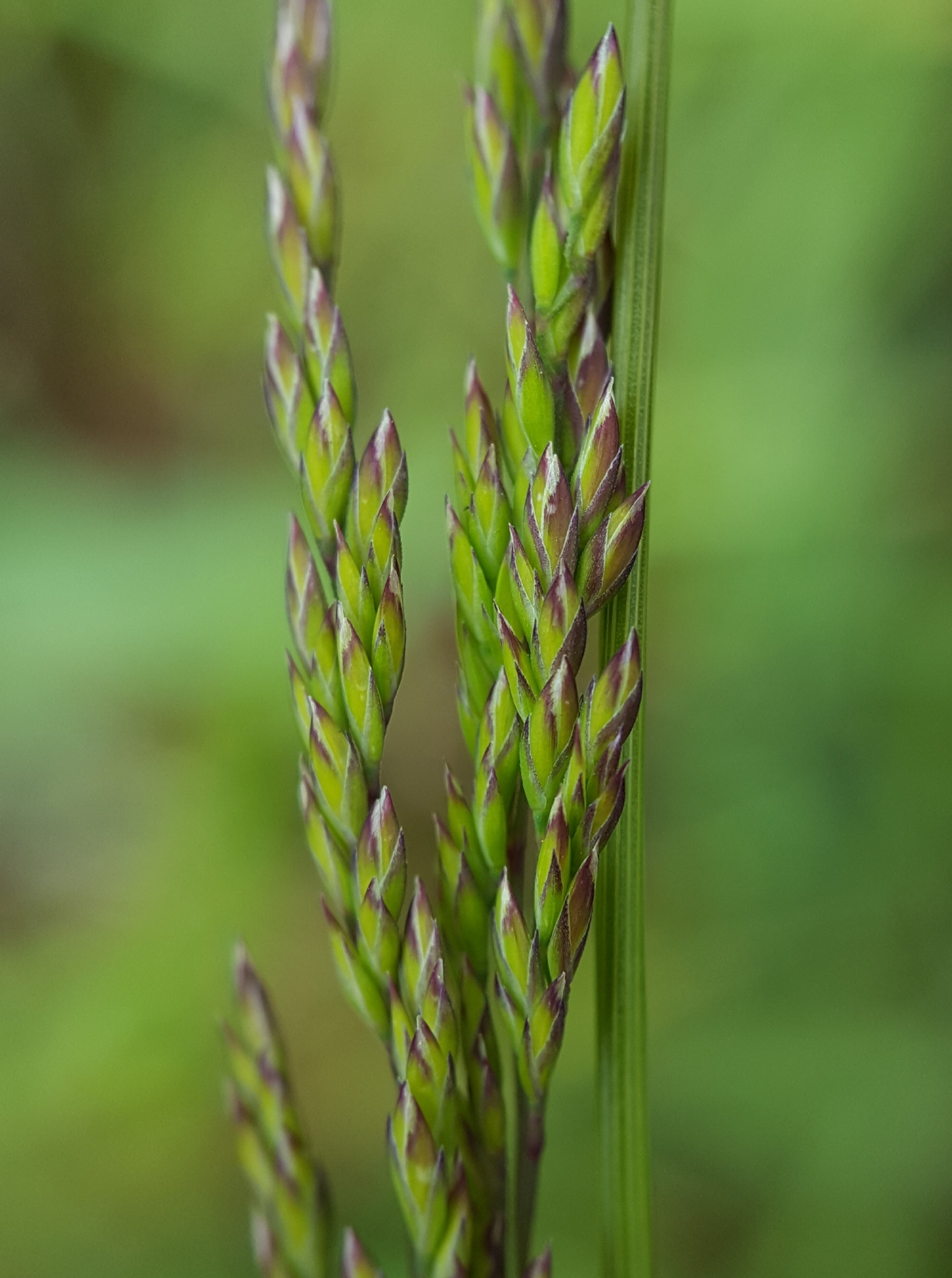 (c) François Rousseu, certains droits réservés (CC BY-NC) https://www.inaturalist.org/observations/138528246