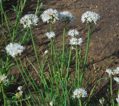 Allium marvinii
