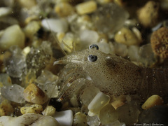 Philocheras sculptus