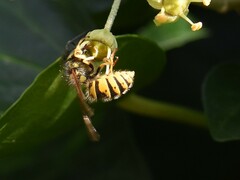 Vespula vulgaris