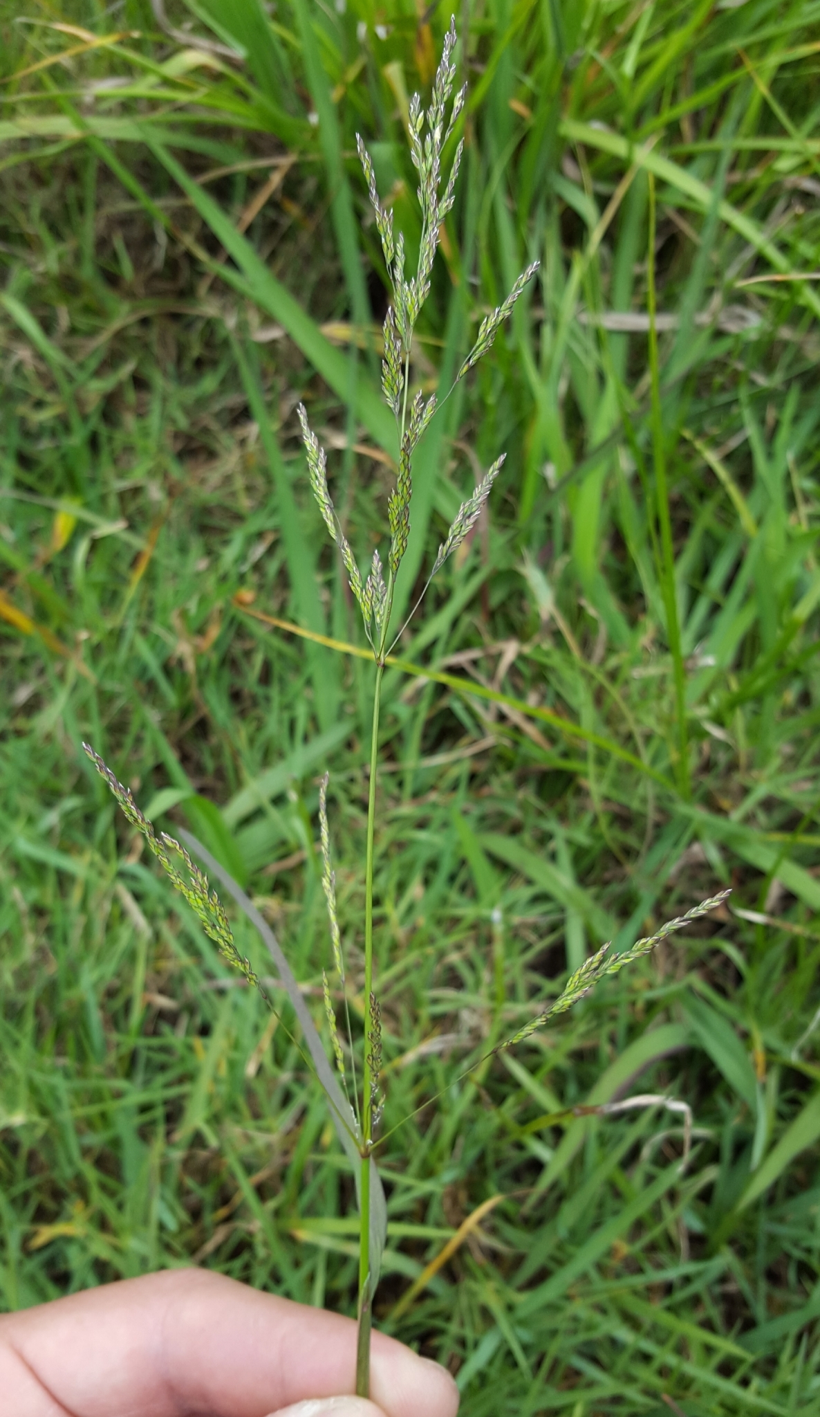 (c) François Rousseu, certains droits réservés (CC BY-NC) https://www.inaturalist.org/observations/138528246