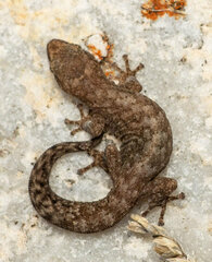 Afrogecko porphyreus