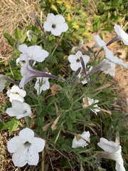Petunia