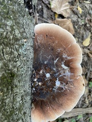 Ischnoderma resinosum