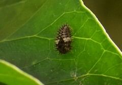 Chilocorus bipustulatus