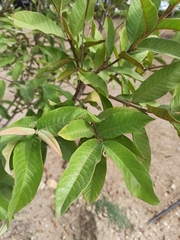 Psidium guajava