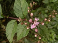 Cyrtocymura scorpioides