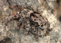 Maratus