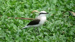 Fluvicola nengeta