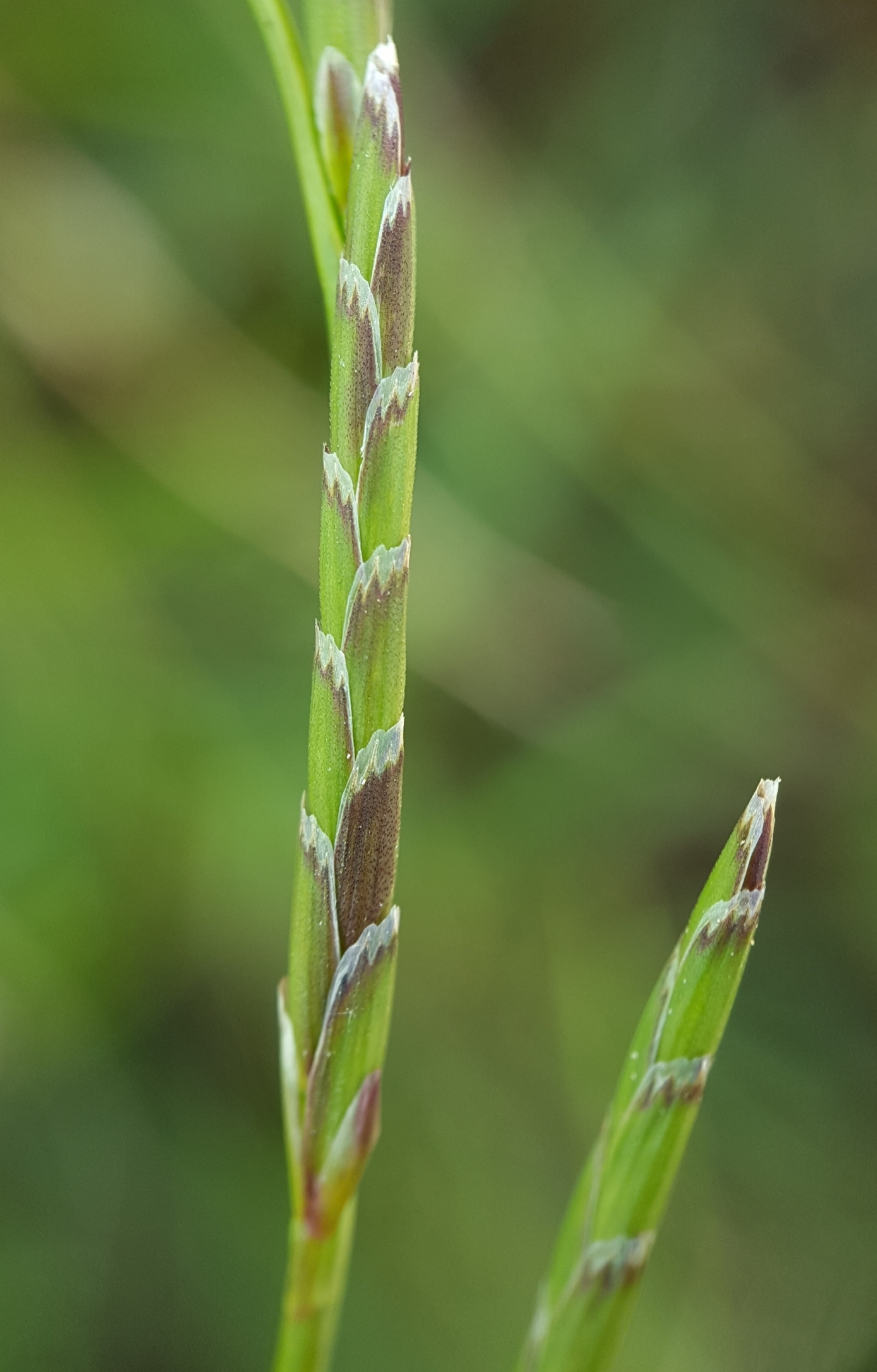 (c) François Rousseu, certains droits réservés (CC BY-NC) https://www.inaturalist.org/observations/138528381