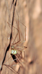 Spermophora senoculata