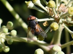 Phasia aurigera