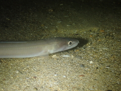 Conger conger