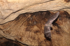 Artibeus jamaicensis