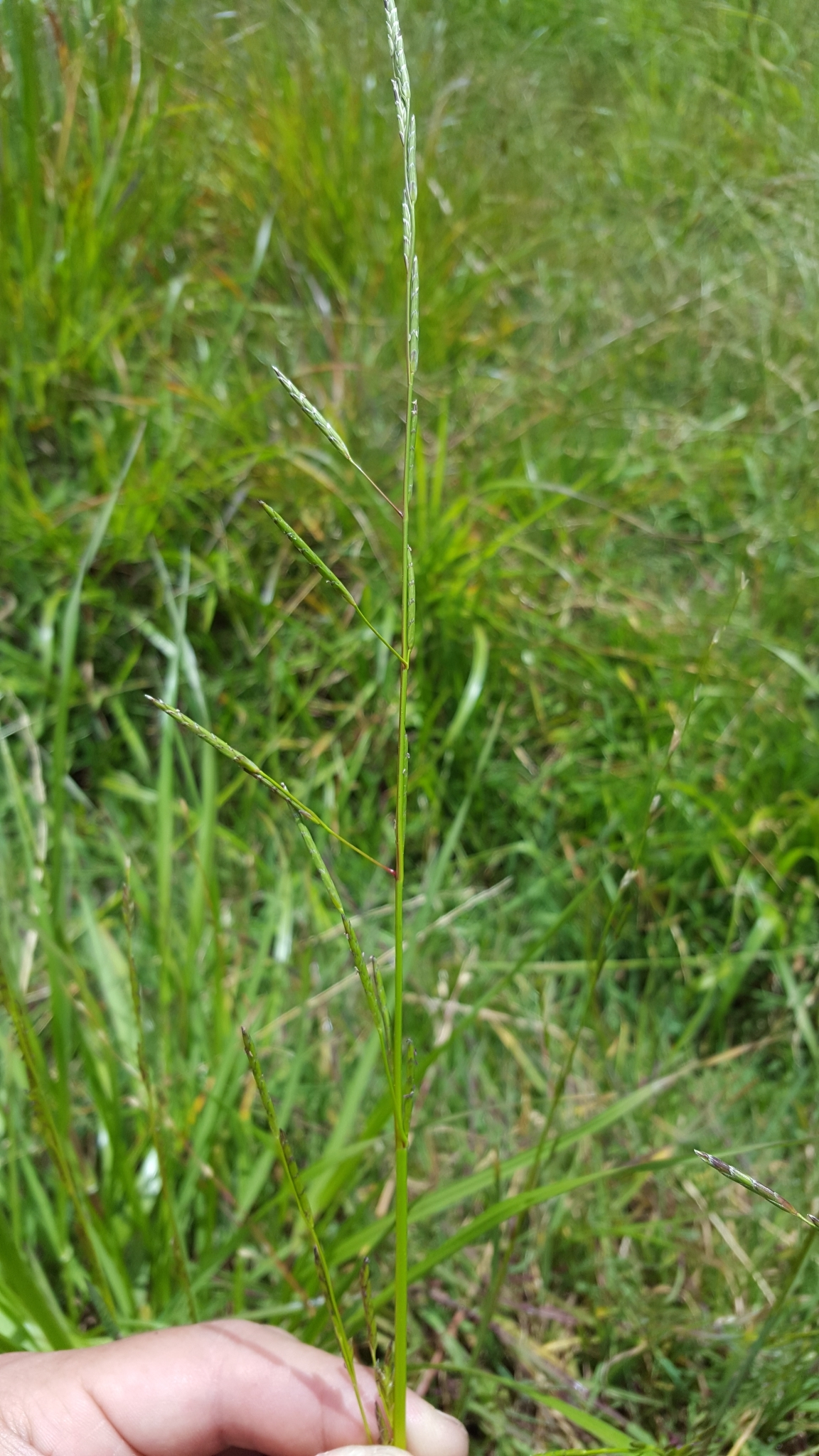 (c) François Rousseu, certains droits réservés (CC BY-NC) https://www.inaturalist.org/observations/138528381