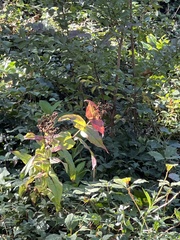 Persicaria extremiorientalis