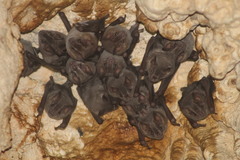 Artibeus jamaicensis