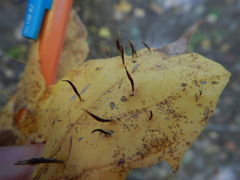 Vasates aceriscrumena