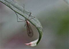 Trichocera annulata