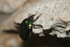 Cotinis viridicyanea