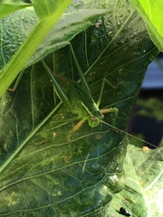 Scudderia furcata