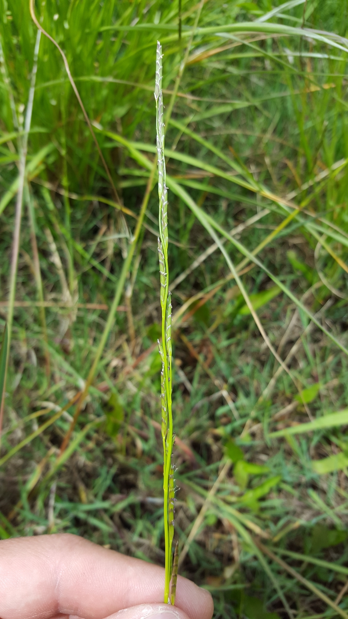 (c) François Rousseu, certains droits réservés (CC BY-NC) https://www.inaturalist.org/observations/138528381