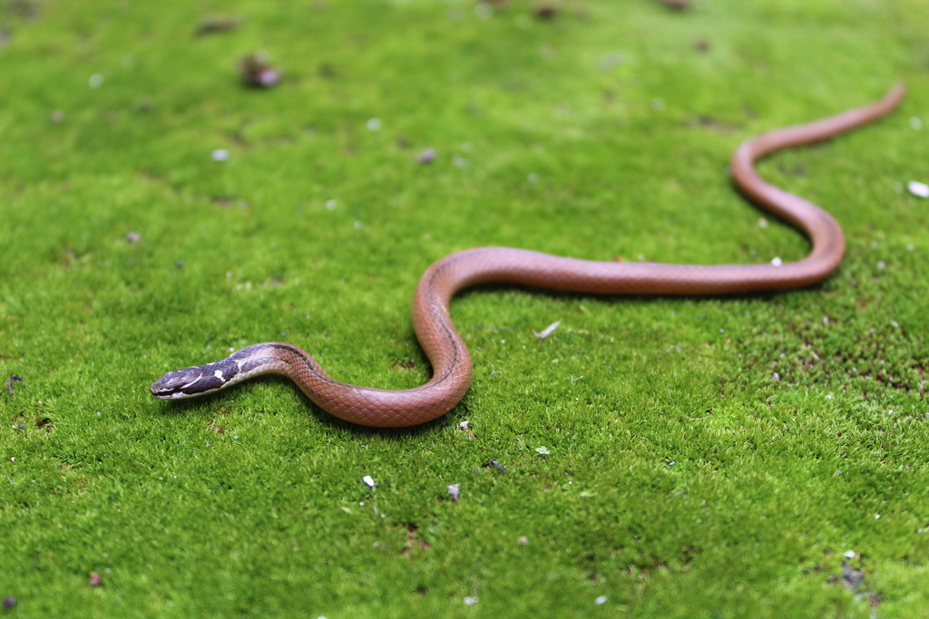 Peninsula Stripeless Snake from Cuzamá, Yuc., México on October 11 ...