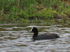 Fulica cristata