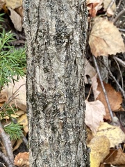 Ulmus thomasii