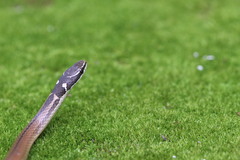 Coniophanes meridanus